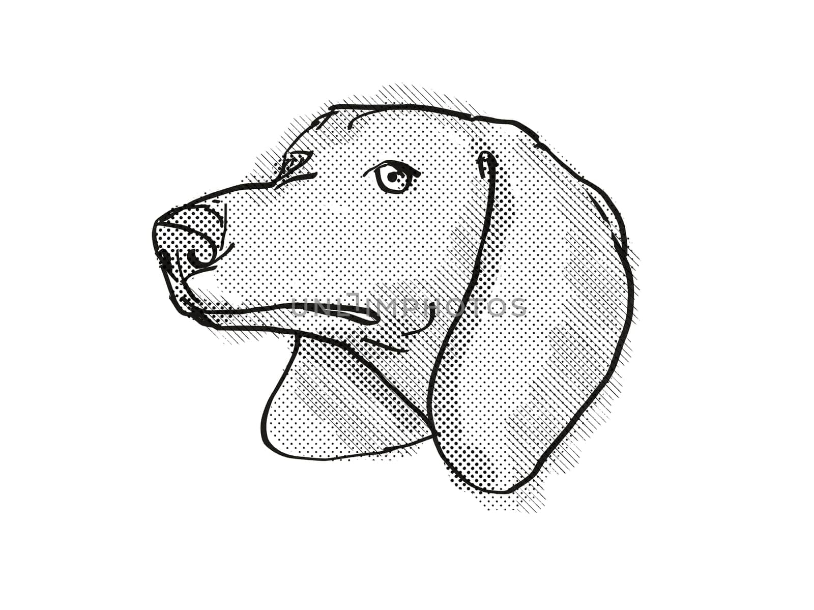 Retro cartoon style drawing of head of a Dachshund, a domestic dog or canine breed on isolated white background done in black and white.