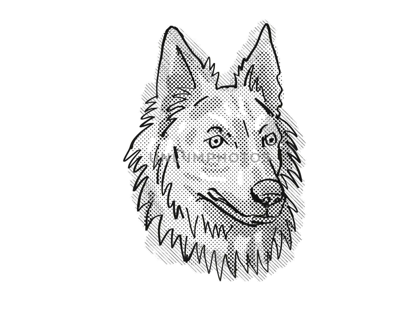 Retro cartoon style drawing of head of a Dutch Shepherd, a domestic dog or canine breed on isolated white background done in black and white.