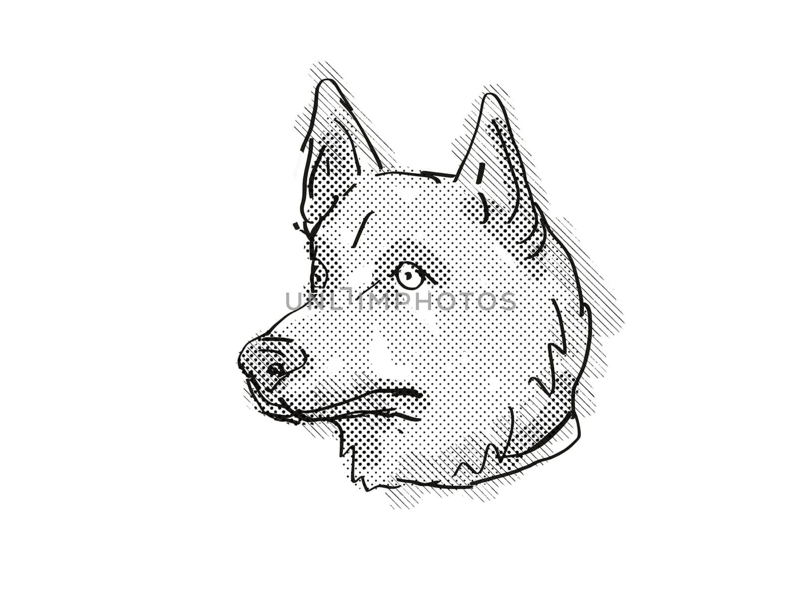 Retro cartoon style drawing of head of a Corgi Inu a mixed breed dog viewed from side on isolated white background done in black and white.