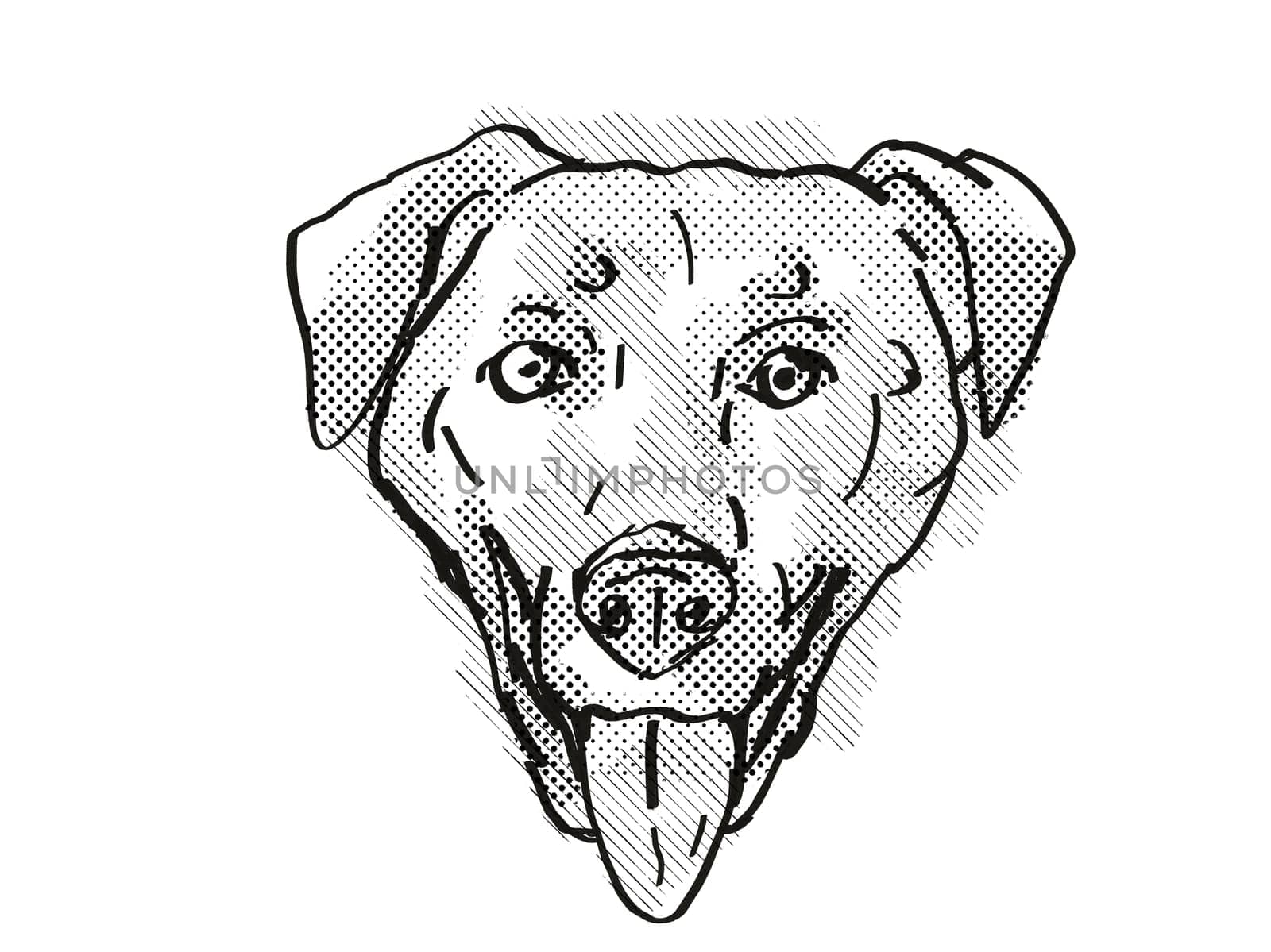 Retro cartoon style drawing of head of a Chinook , a domestic dog or canine breed on isolated white background done in black and white.