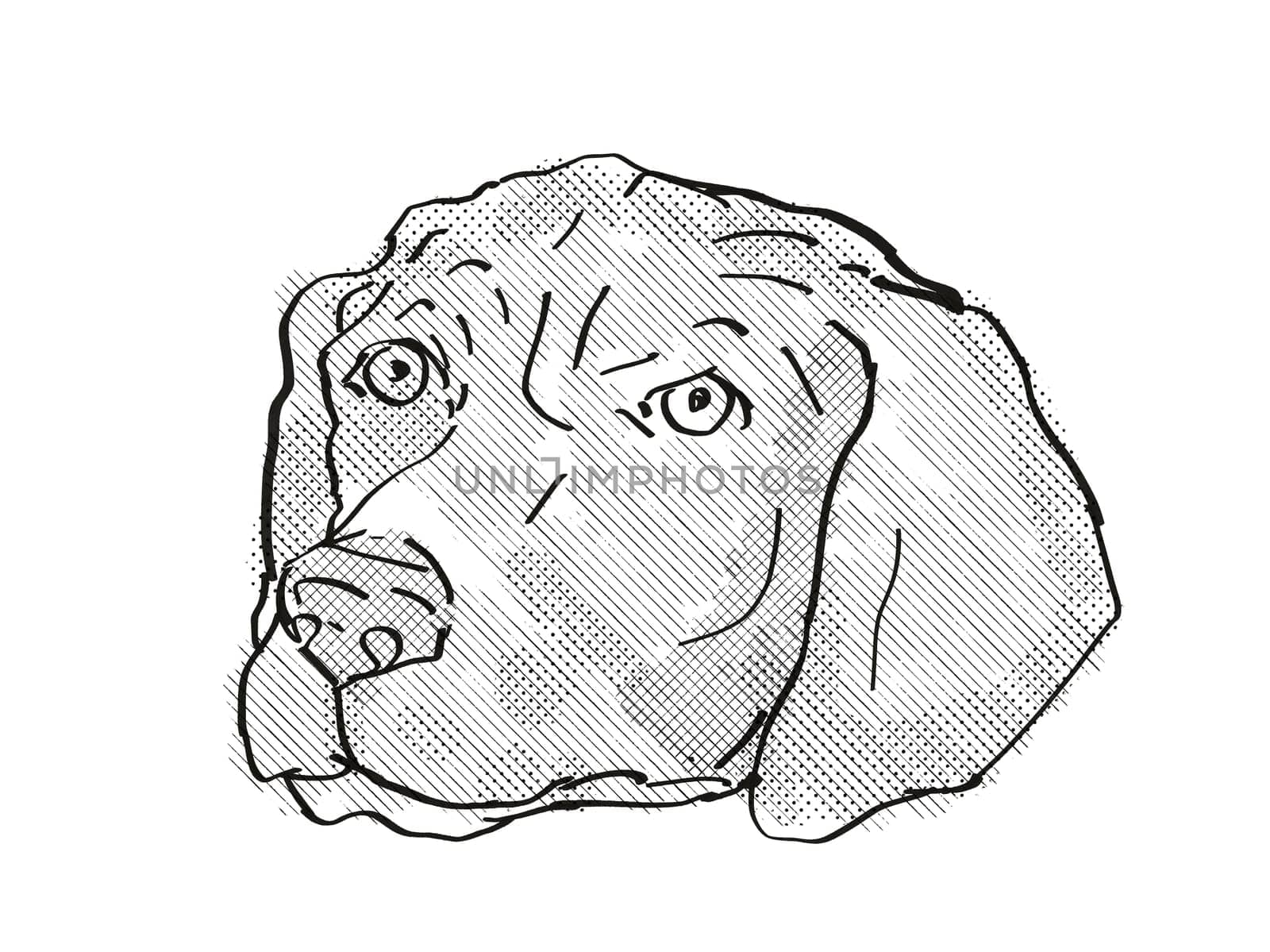 Retro cartoon style drawing of head of a German Shorthaired Pointer, a domestic dog or canine breed on isolated white background done in black and white.