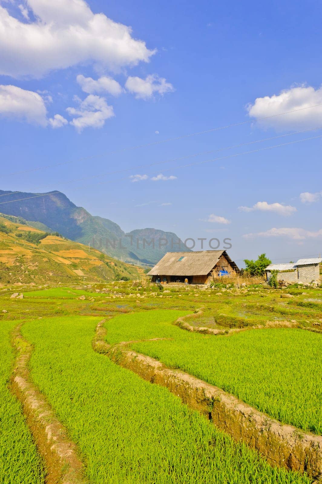 Young rice crops in Sapa, Vietnam