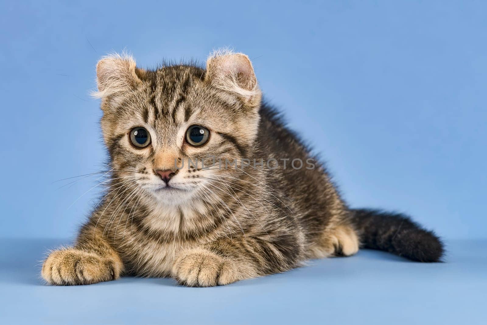 Pedigree cat American Curl (Felis silvestris catus),lying,black tabby blotched,juvenile,10 weeks,blue background