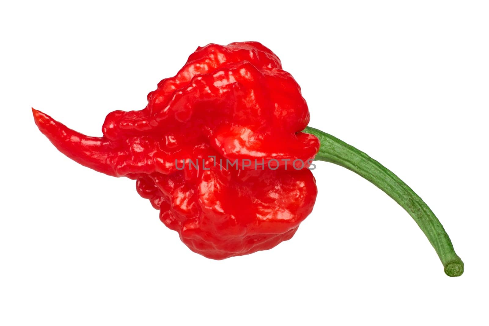 Carolina Reaper, the hottest chile pepper (Capsicum chinense fruit), whole ripe pod, isolated