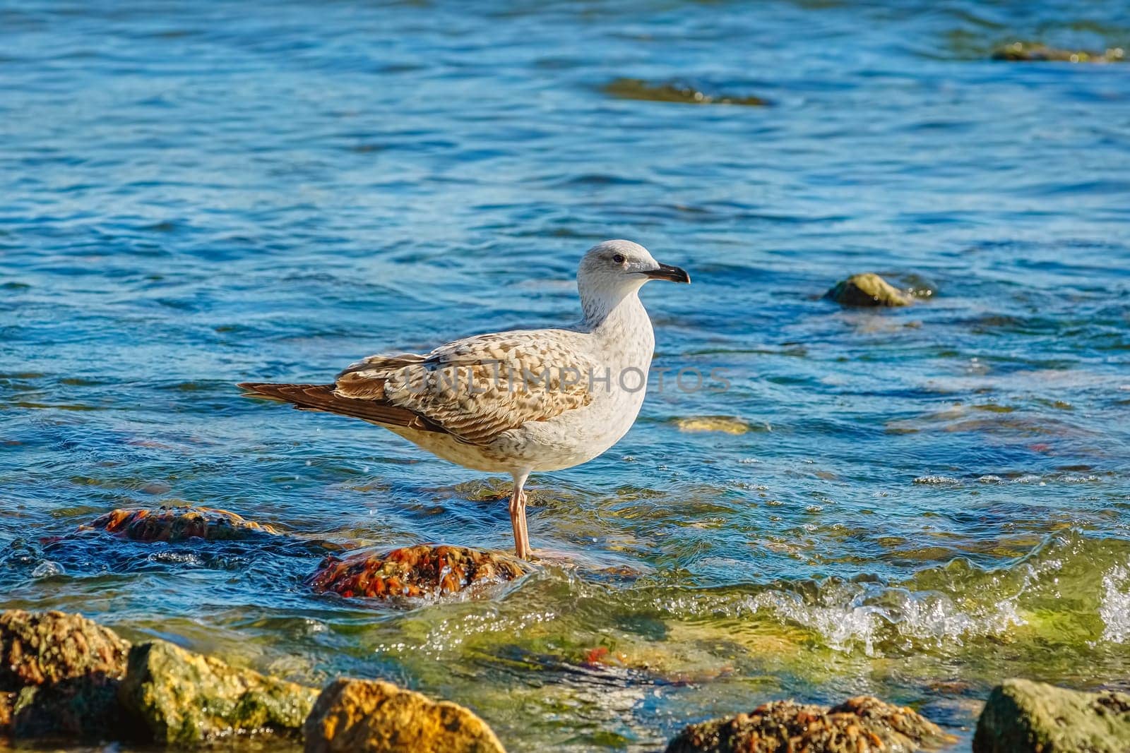 Subadult European Herring Gulls (Larus argentatus) on the Black Sea Shore
