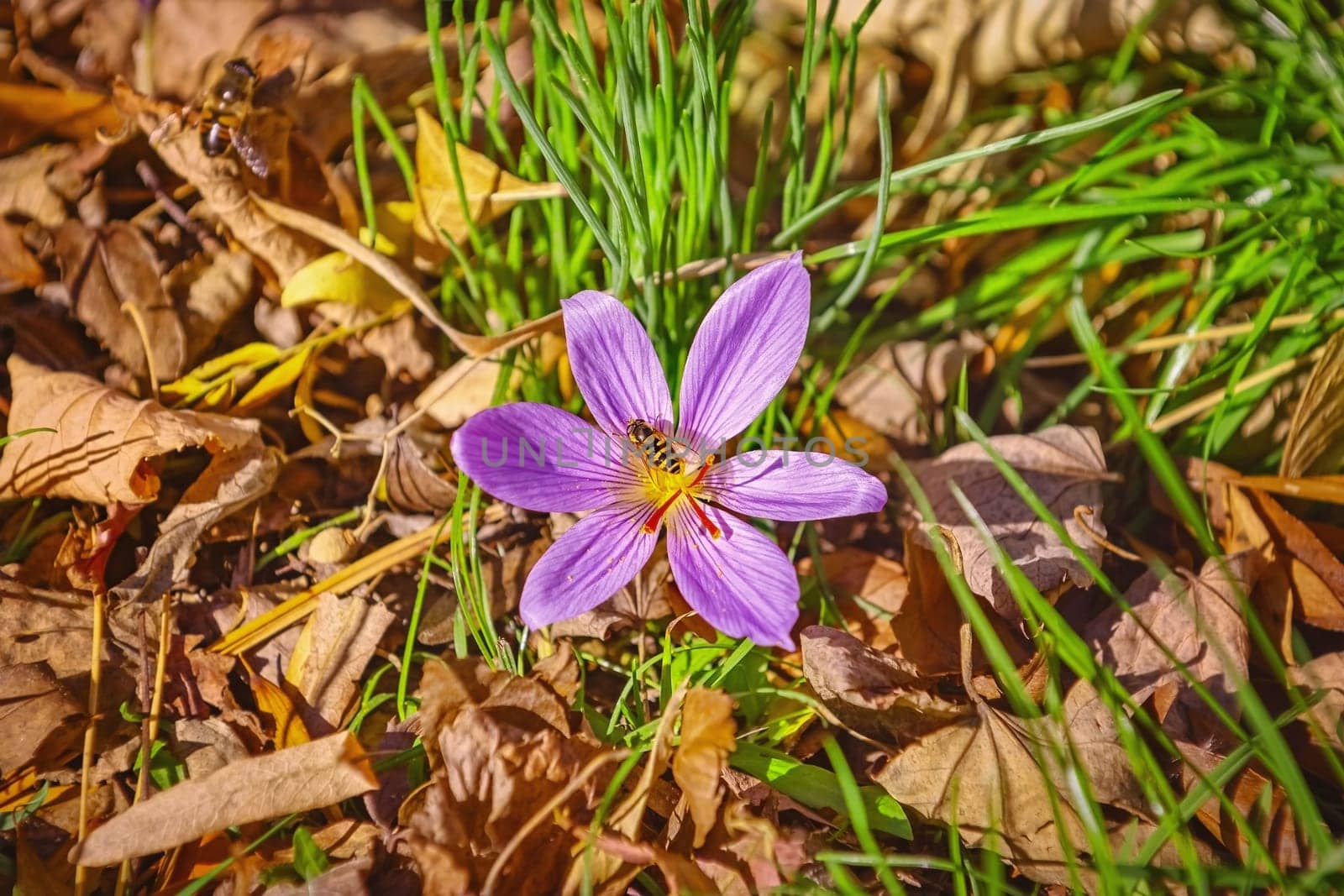 Bee Collects Pollen in a Crocus (Crocus Sativus) Flower