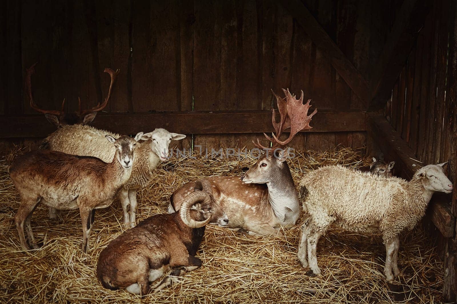 Rural scene - Animals in the barn