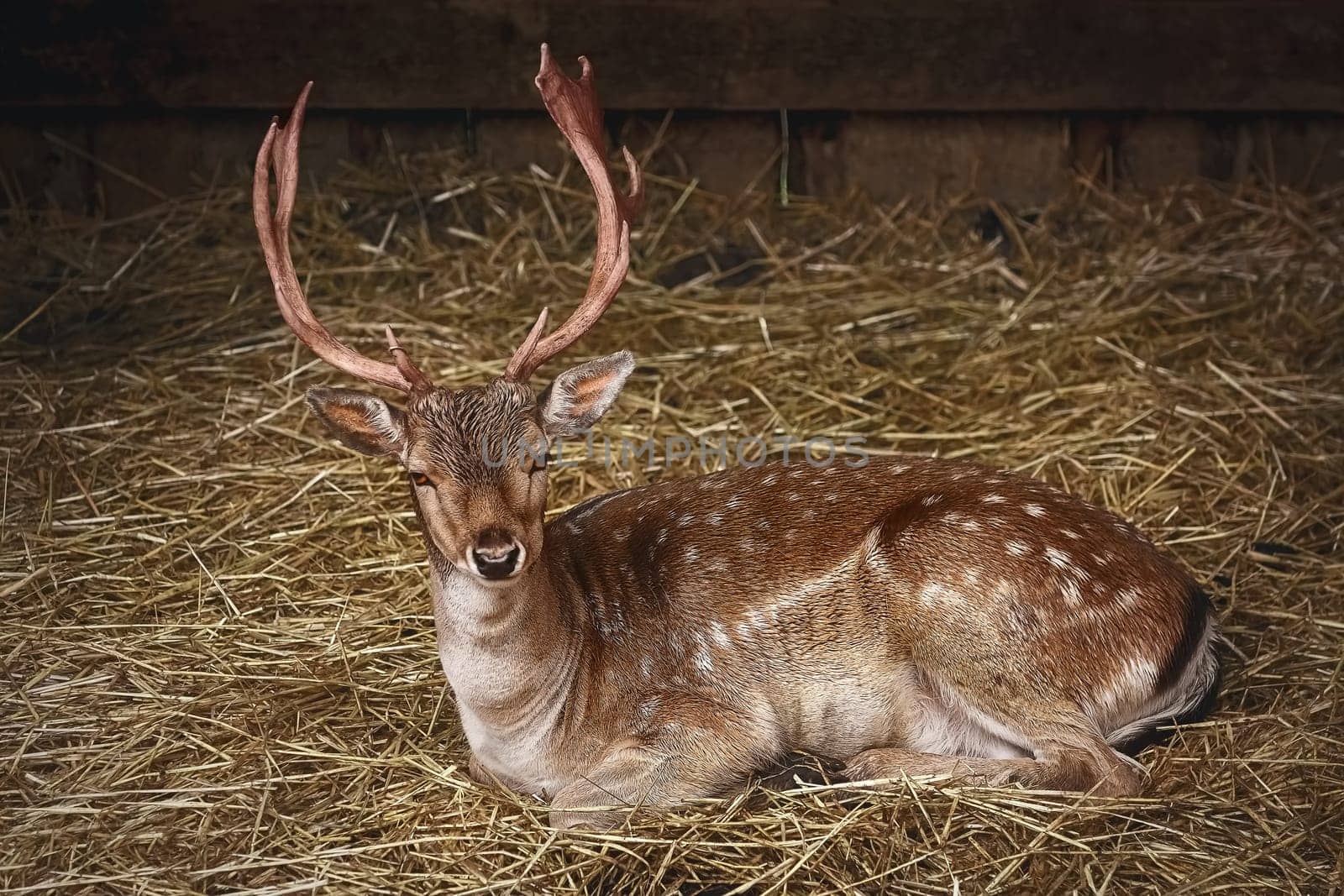Deer with Horns Rests on the Hay