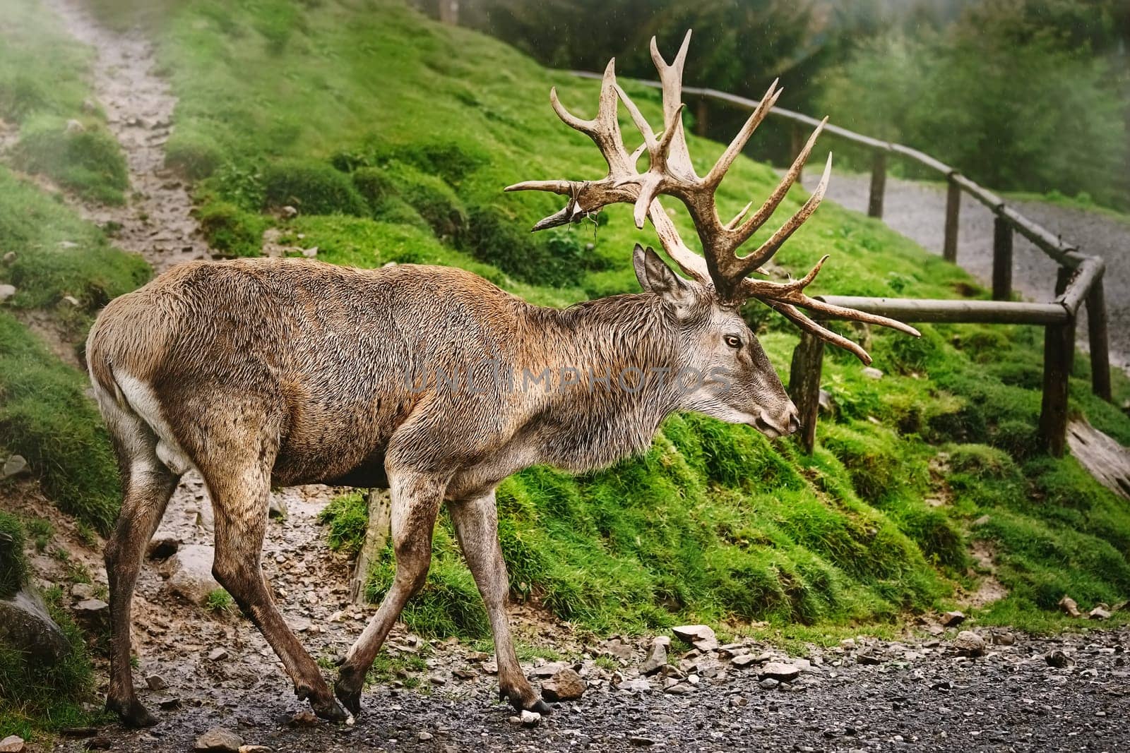 Mature Red Deer Stag with Big Antlers