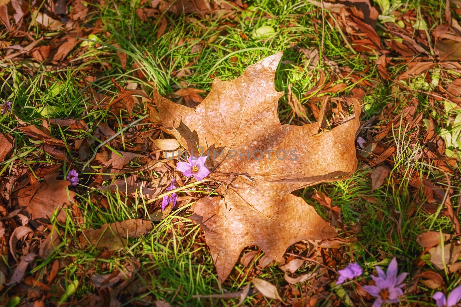 Dry Maple Leaf on the Grass. Autumn come.