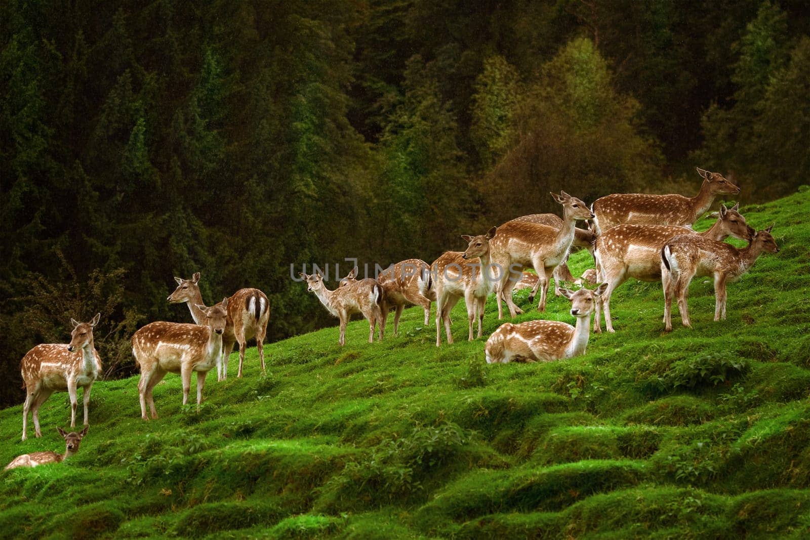 Deers on the Slope of a Hill near the Forest