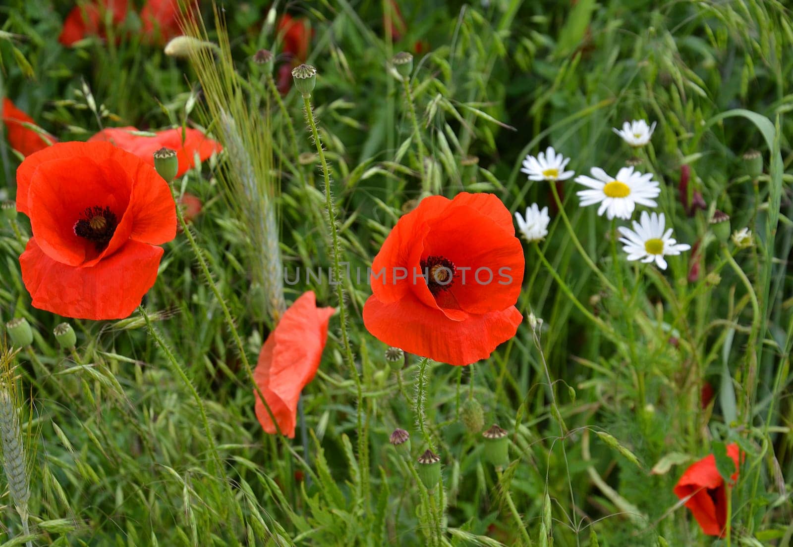 red poppy