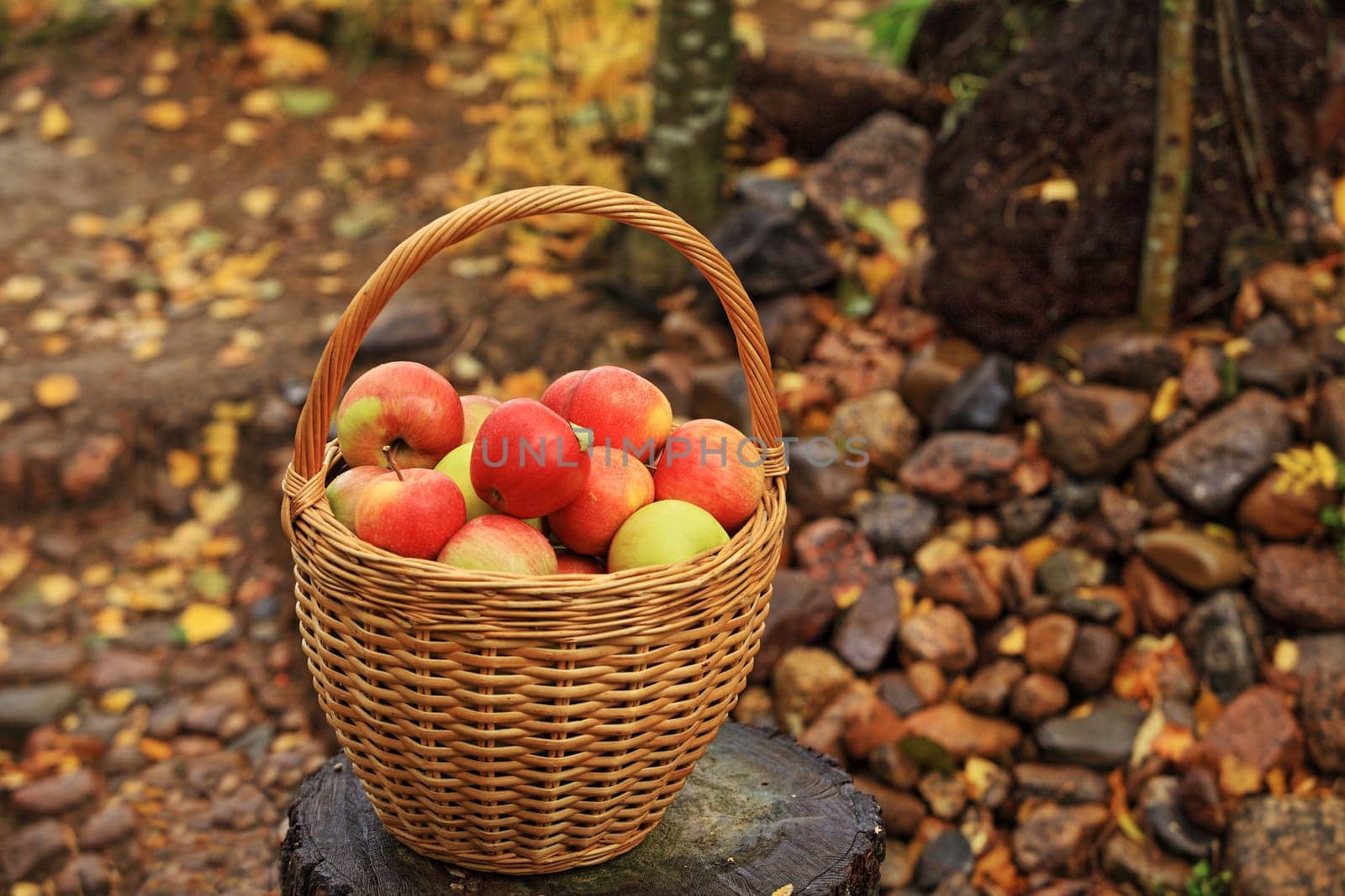 wicker basket with red apples, autumn still life