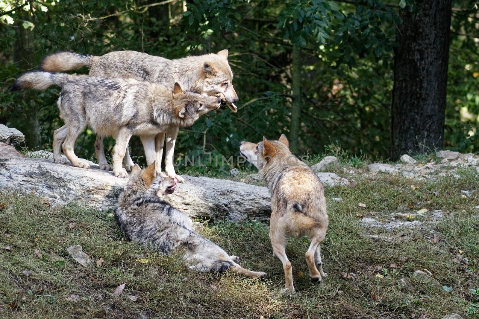 Timber Wolf
