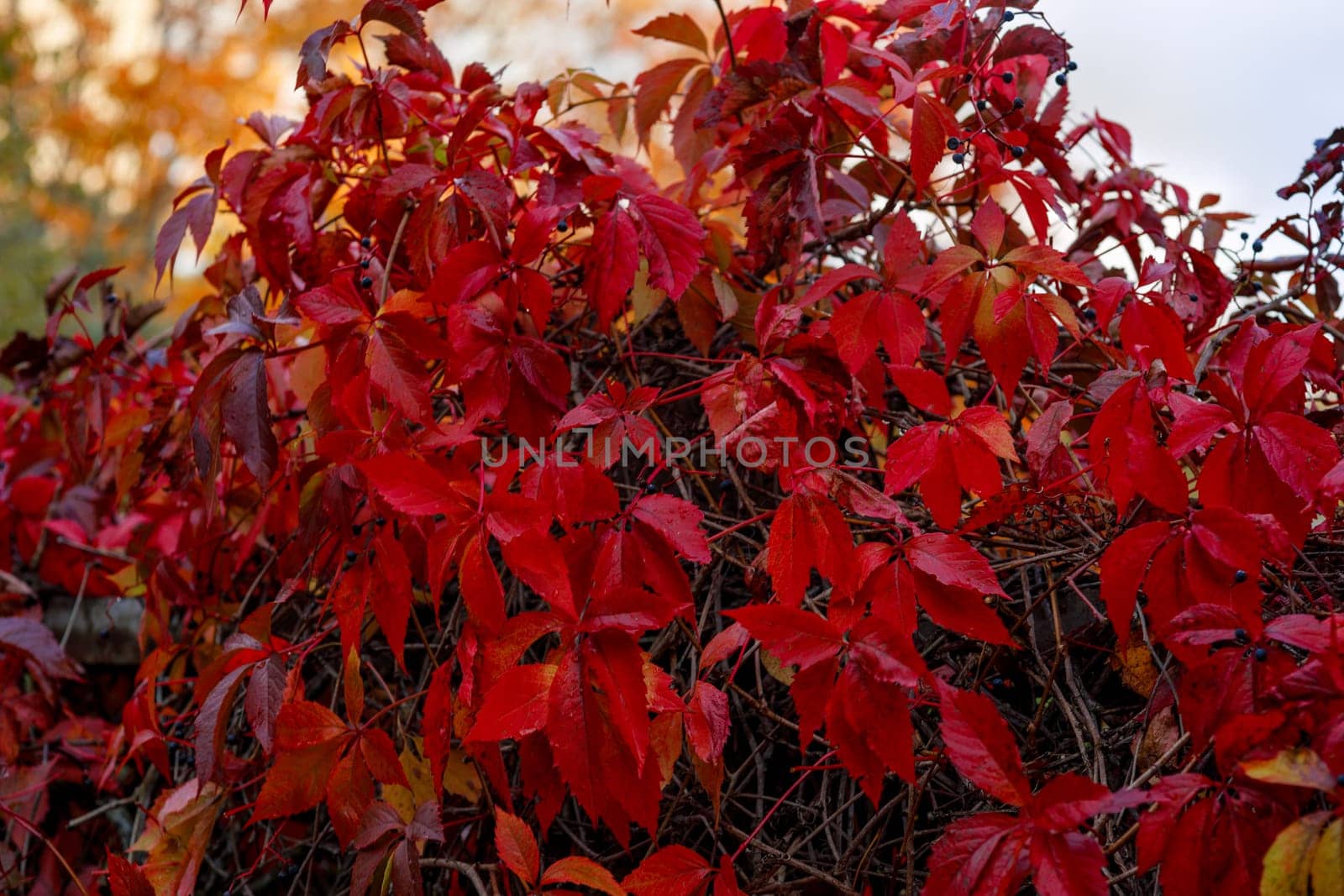 Red autumn ivy leaves, selective focus