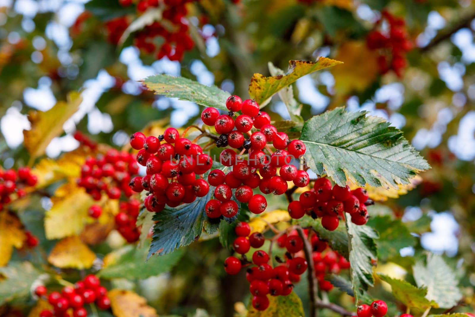 Ripe hawthorn on a background of yellowing leaves, selective focus