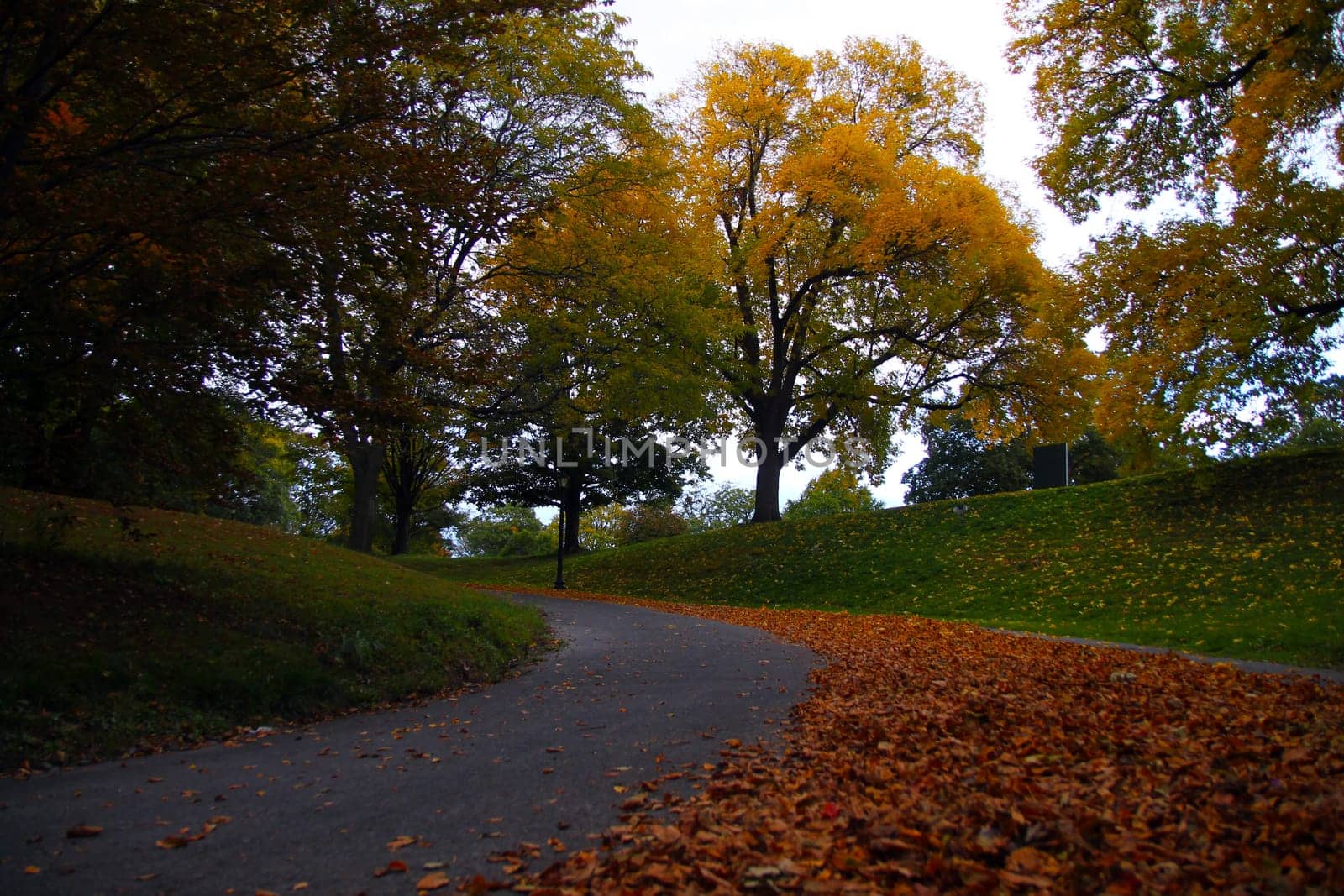 The tree and the fallen leaves in upstate New York