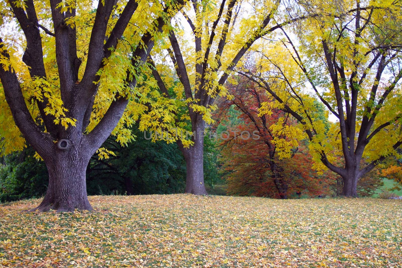 Yellow and brown leaves during fall in Upstate New York