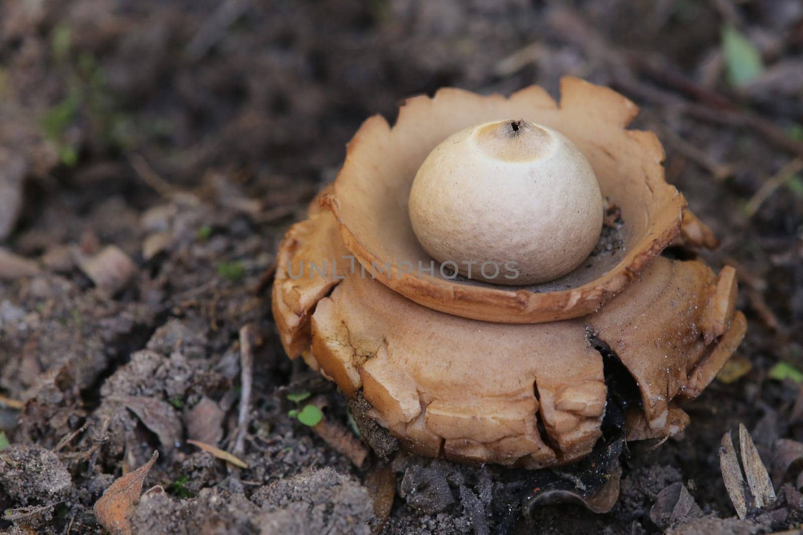 Geastrum triplex