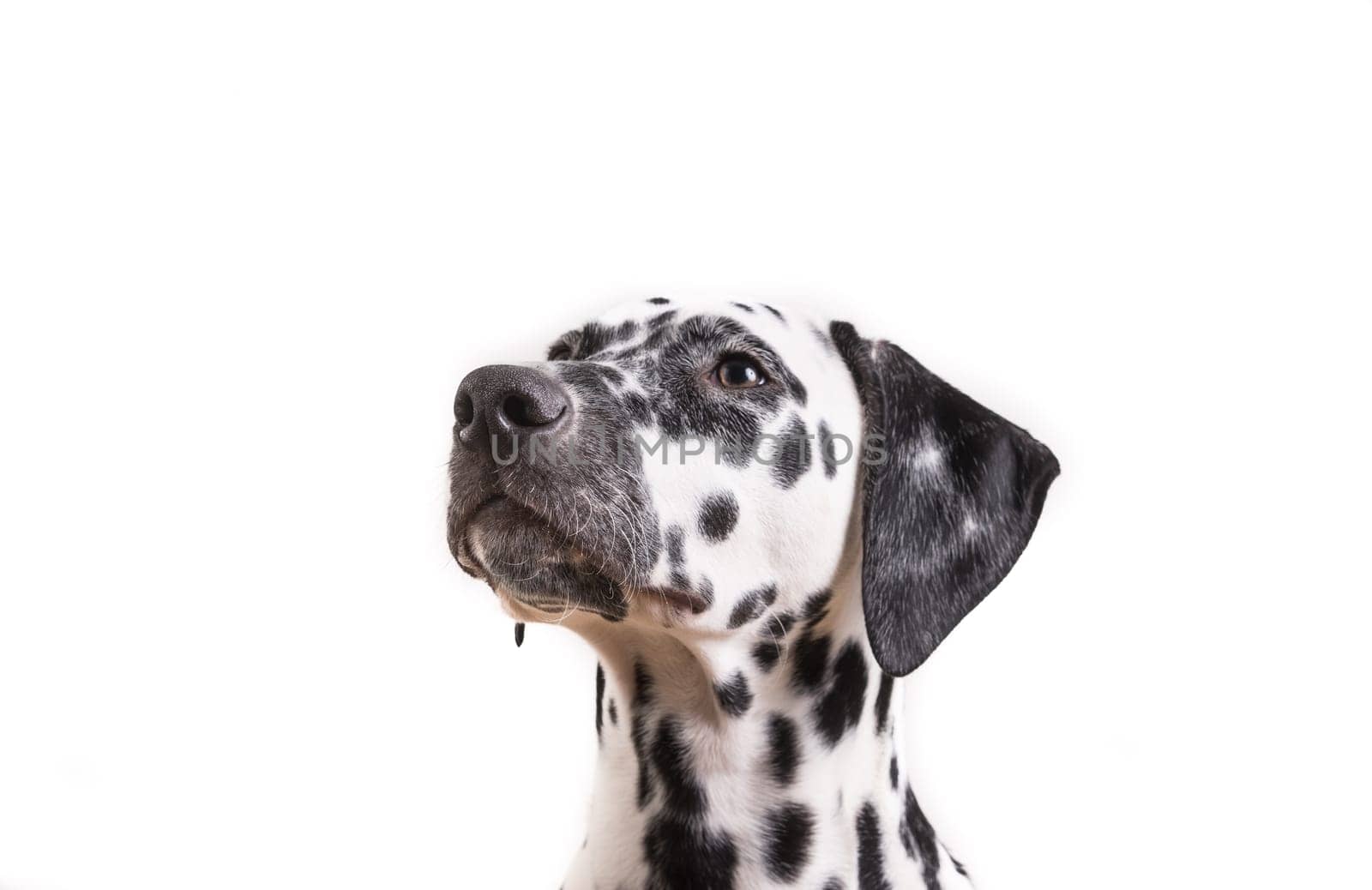 Headshot of a young Dalmatian dog isolated on white background