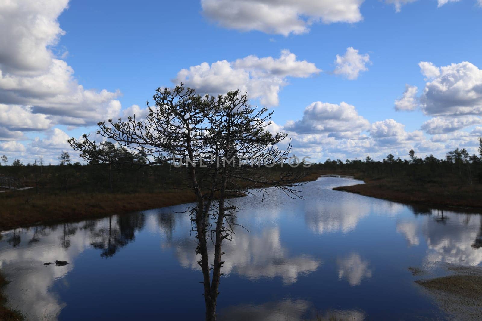 swamp autumn National Park Kemeri Latvia landscapes