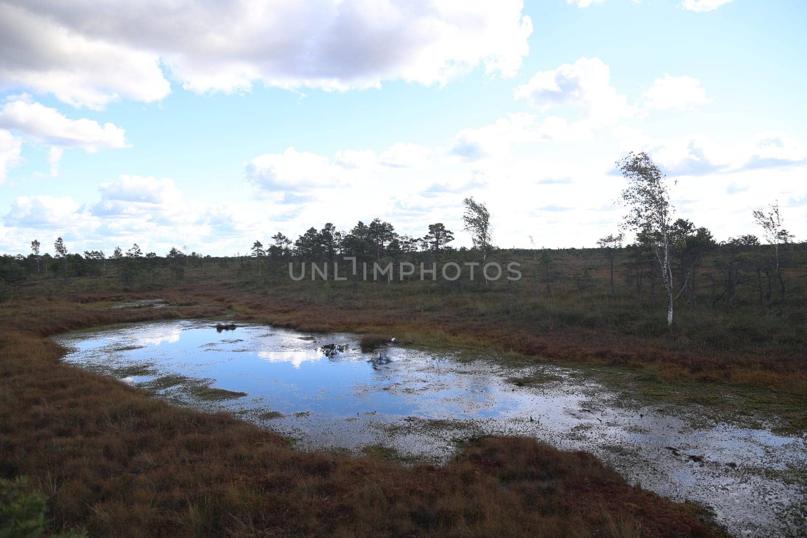 swamp autumn National Park Kemeri Latvia landscapes