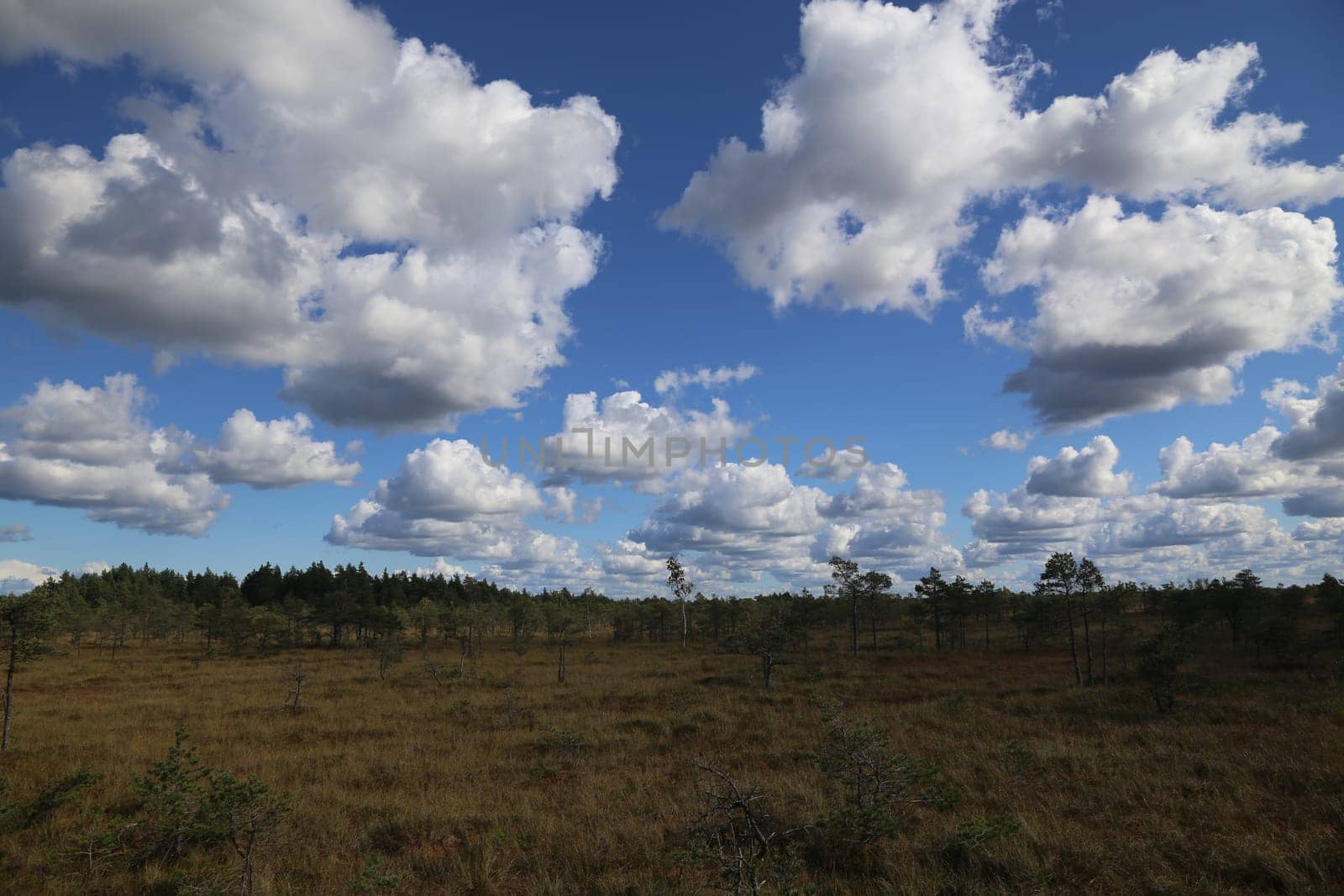swamp autumn National Park Kemeri Latvia landscapes