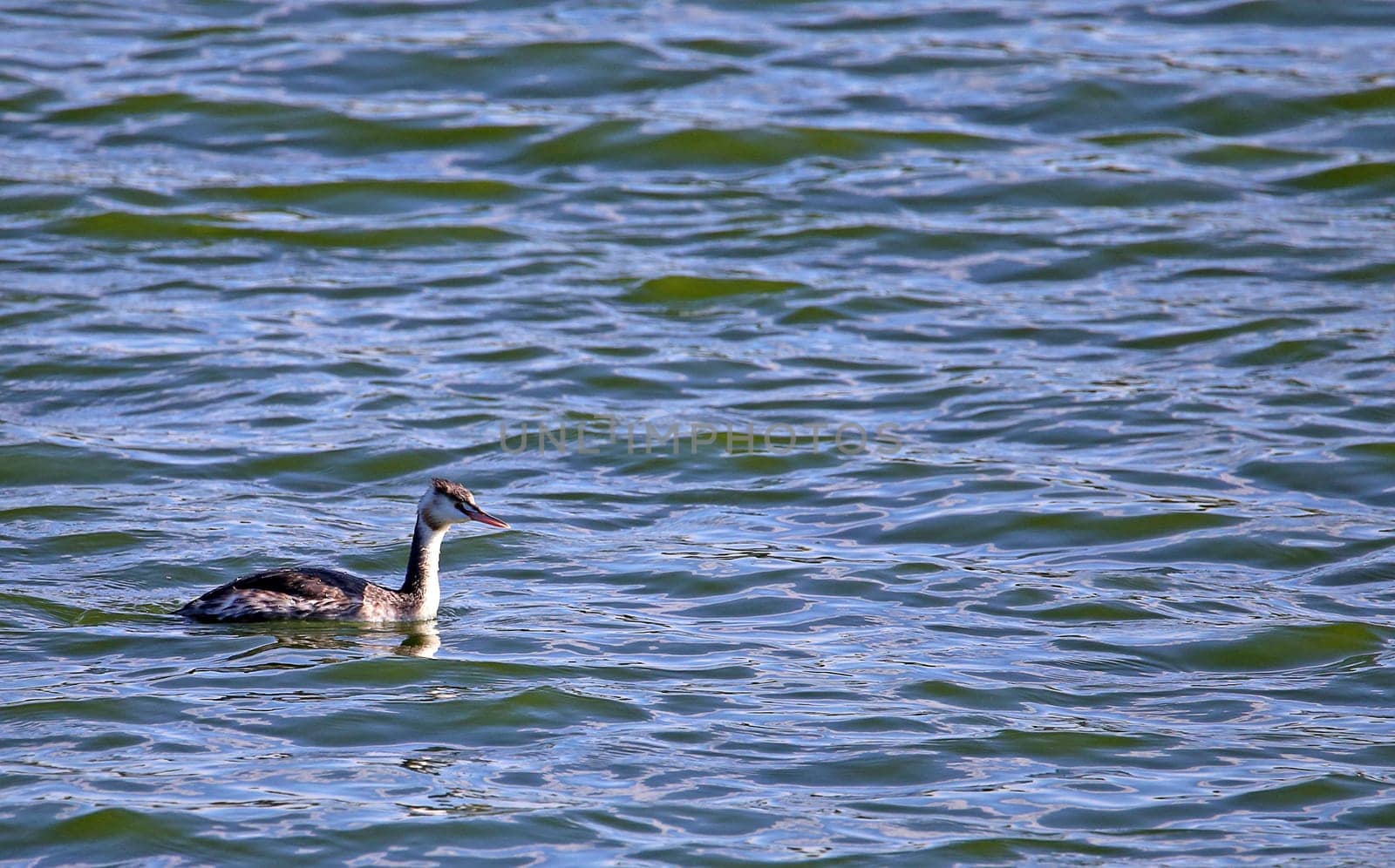 Great Crested Grebe Podiceps cristatus in the nature reserve Wagbachniederung