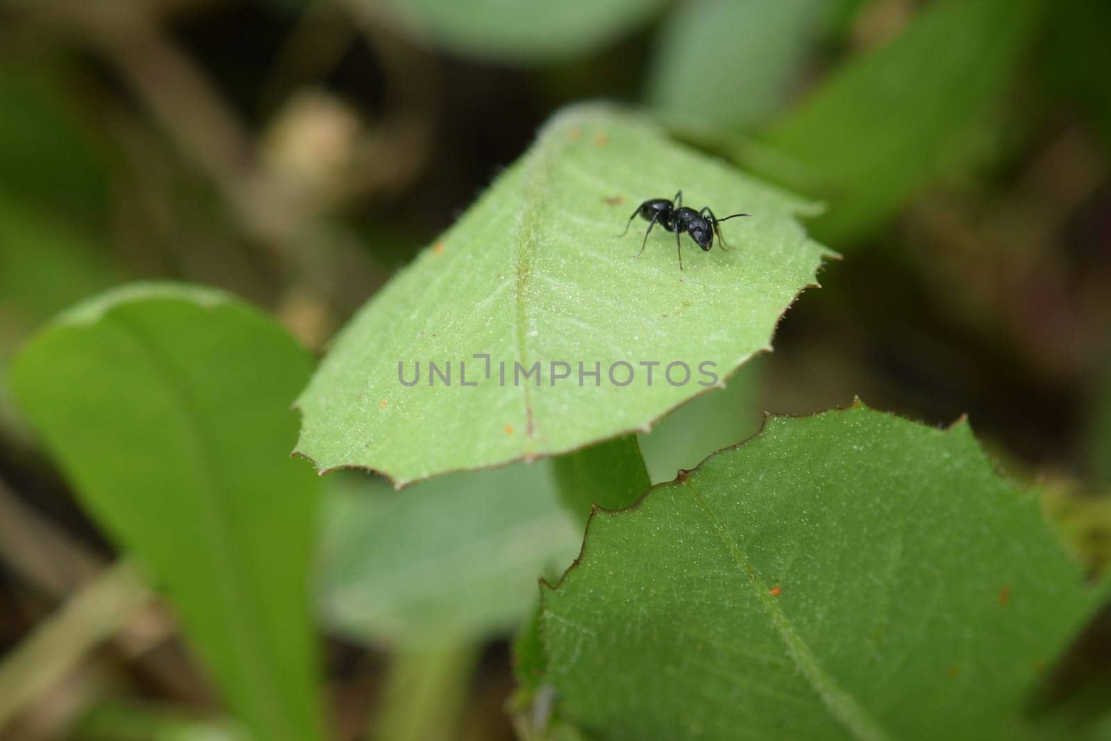 Ant on green leaf insect macro abstract nature background.