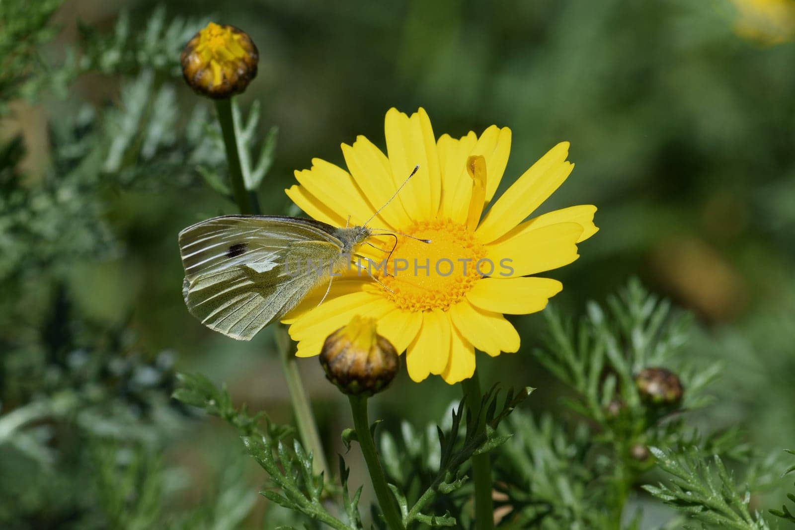 White butterfly on yellow flower. Springtime nature macro.