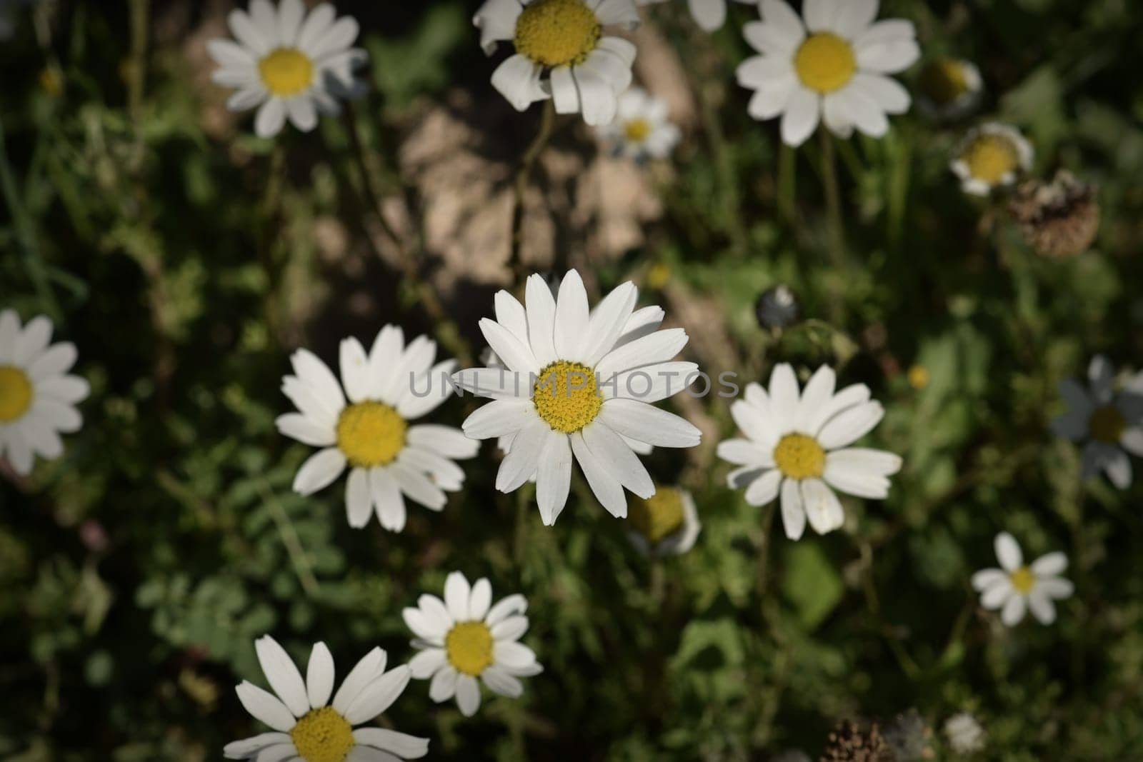 Daisy flowers closeup abstract spring nature background.
