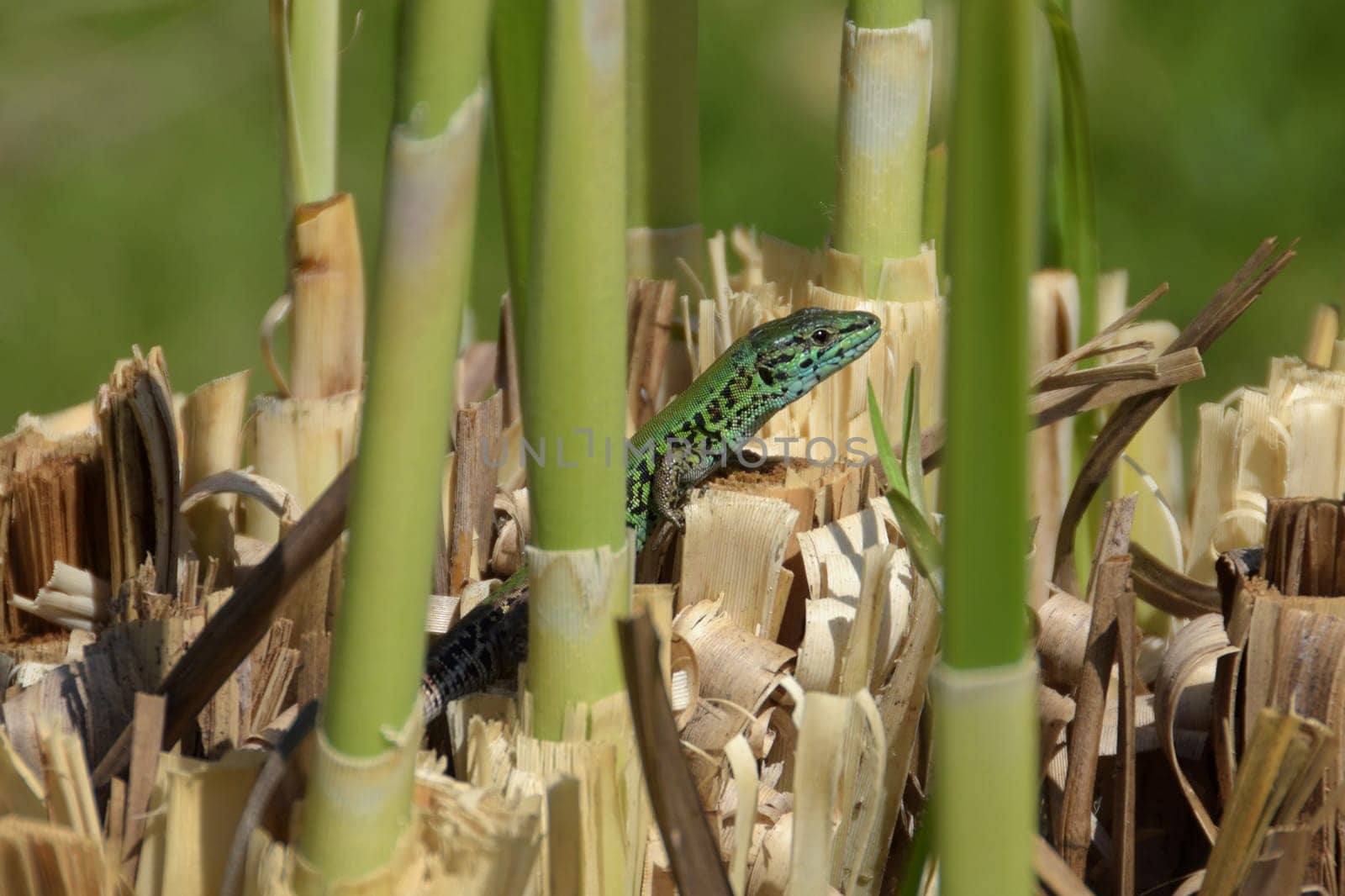 Small green lizard reptile enjoying the sunshine on marshes plant roots.