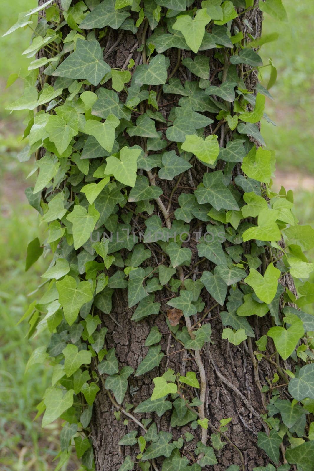 Green ivy plant creeping on tree trunk. Nature background.