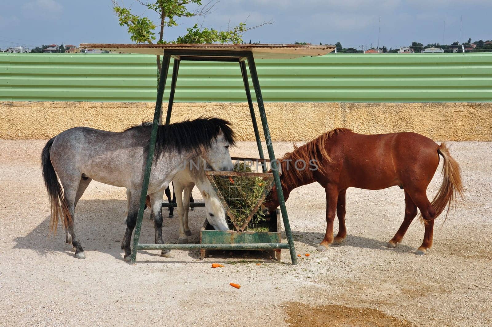 Skyros wild pony horses eating from hay feeder.
