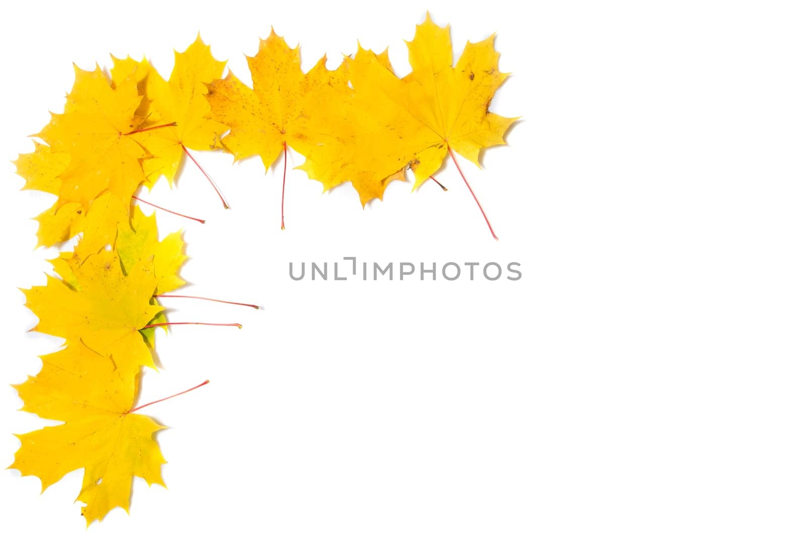 Autumn composition. Frame made of autumn maple leaves on white background. Flat lay, top view, copy space