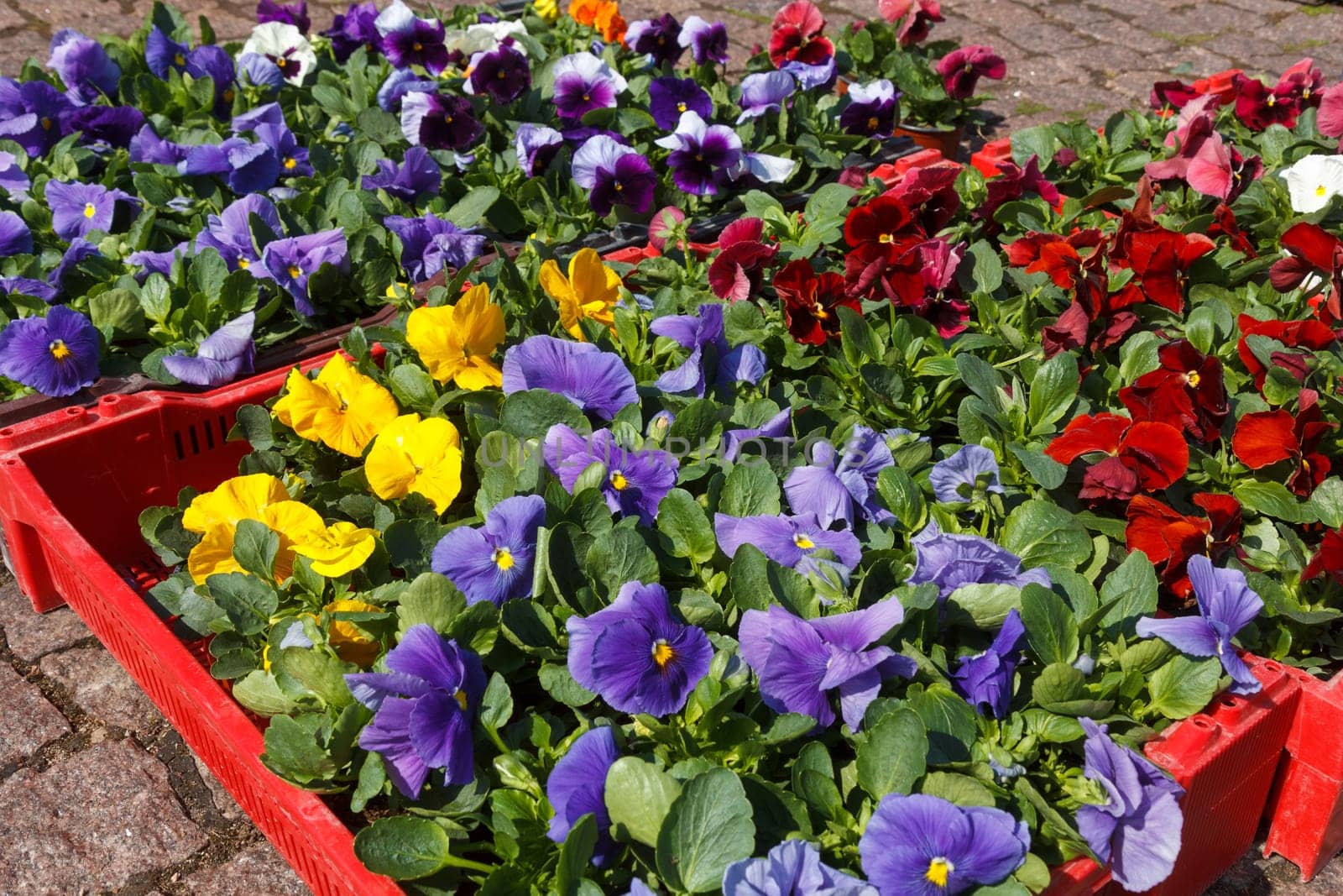 sale of flower pots with ornamental spring flowers on the outdoor farmers market