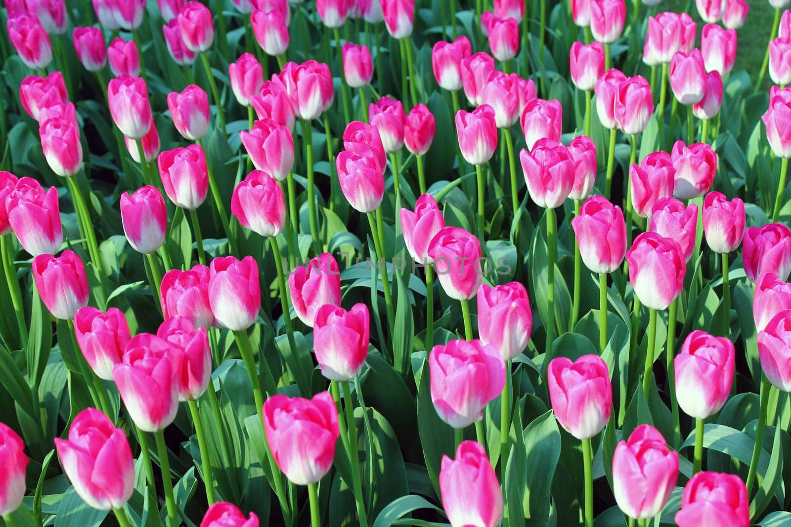 Endless pink and white tulips in Europe