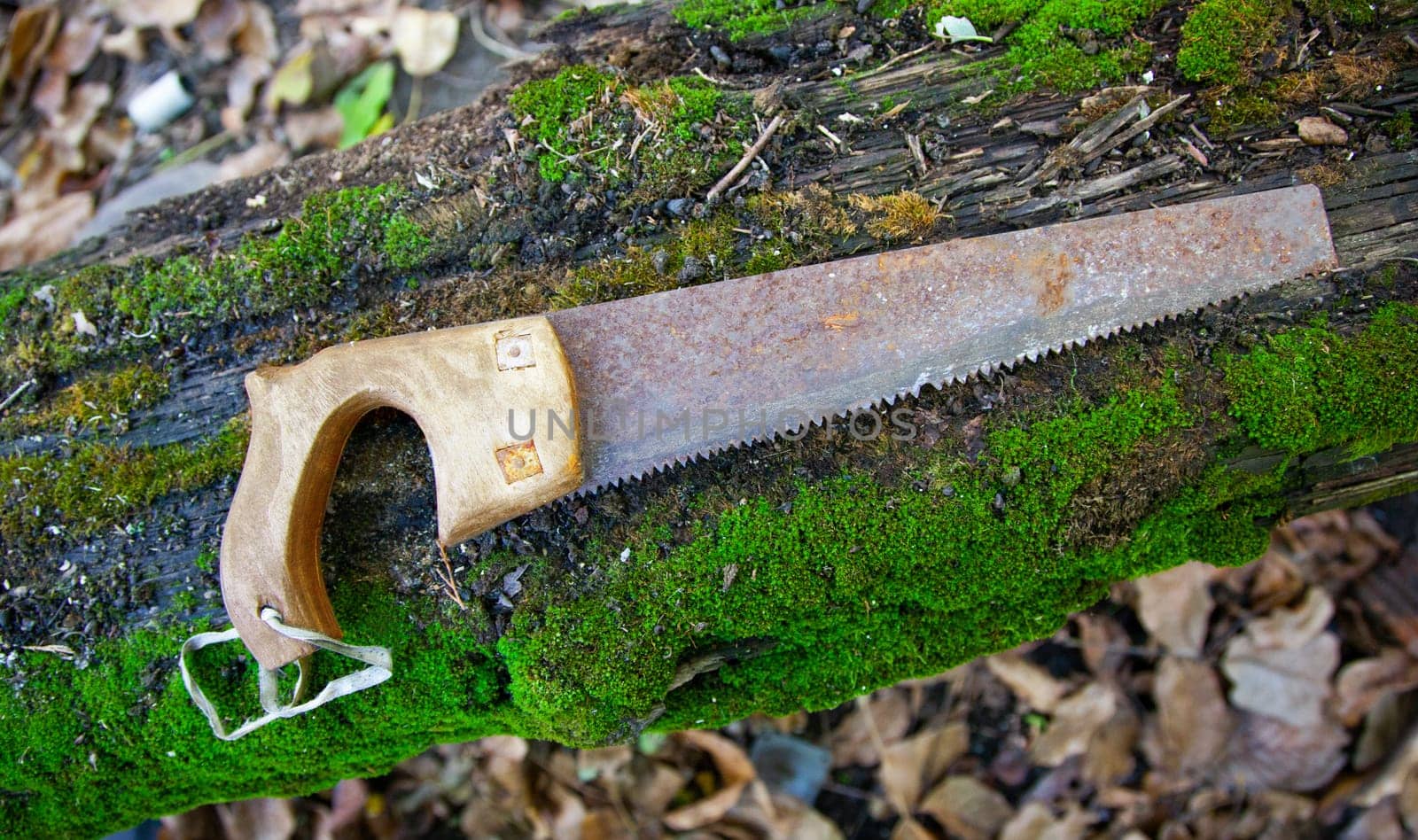 Old rusty hand saw on a wooden board covered with moss. Close up