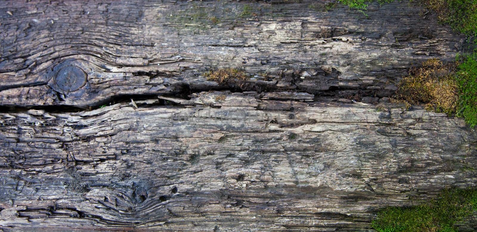Old wooden Board covered with moss. Close up