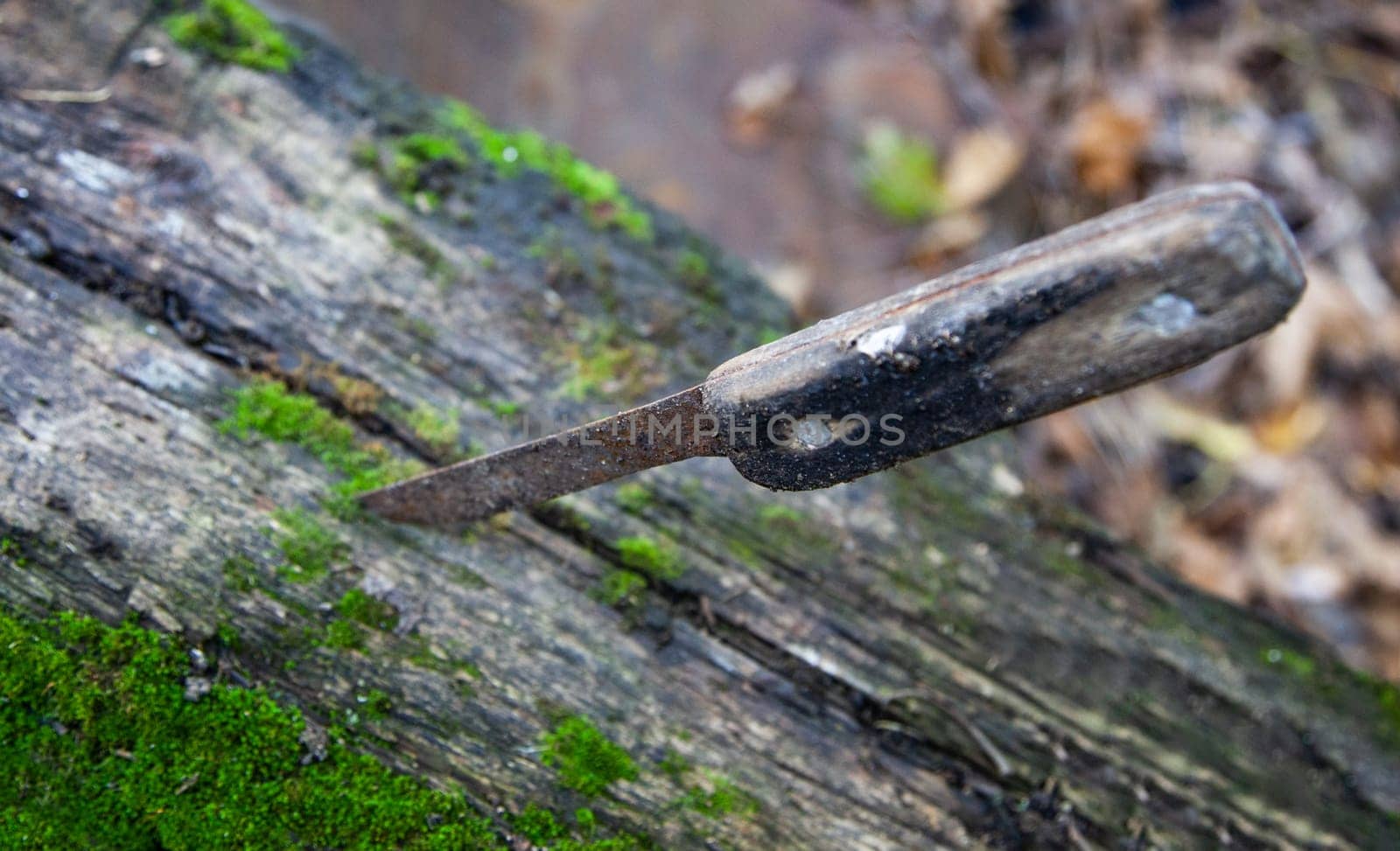 Old rusty knife on a wooden board covered with moss. Close up