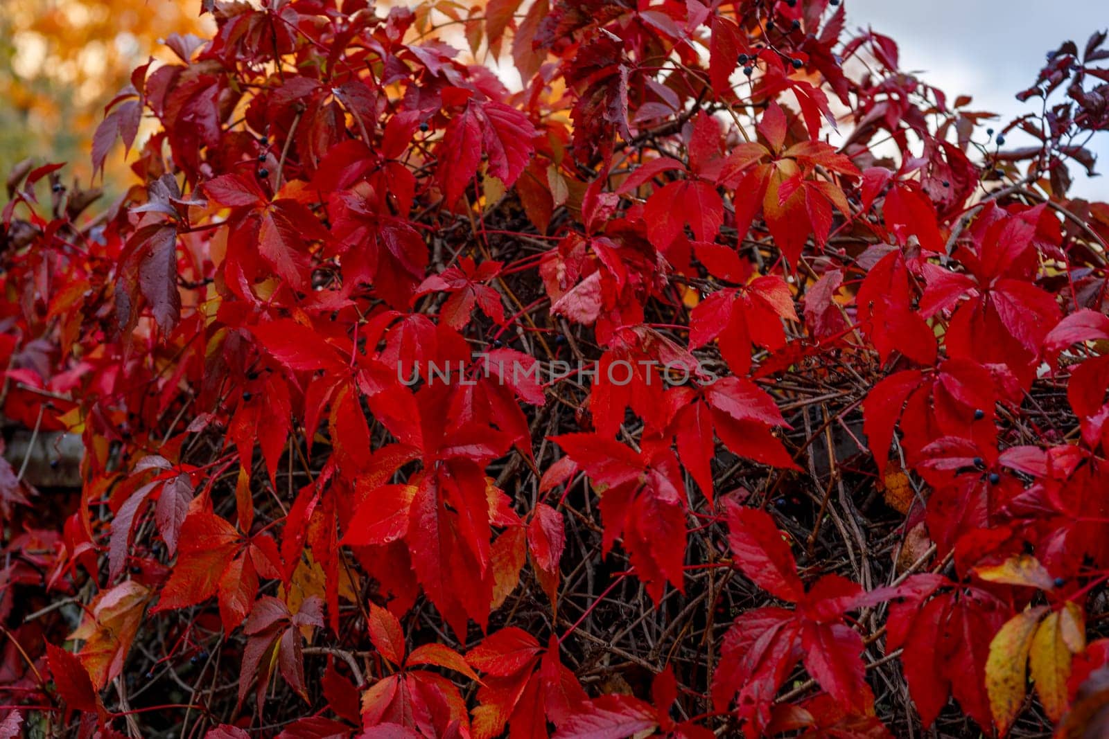 Red autumn ivy leaves, selective focus