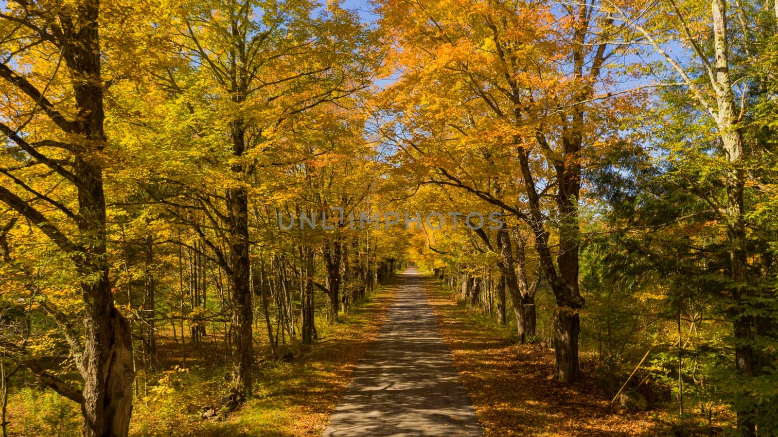 Desolate country road has leaves falling in autumn season New York