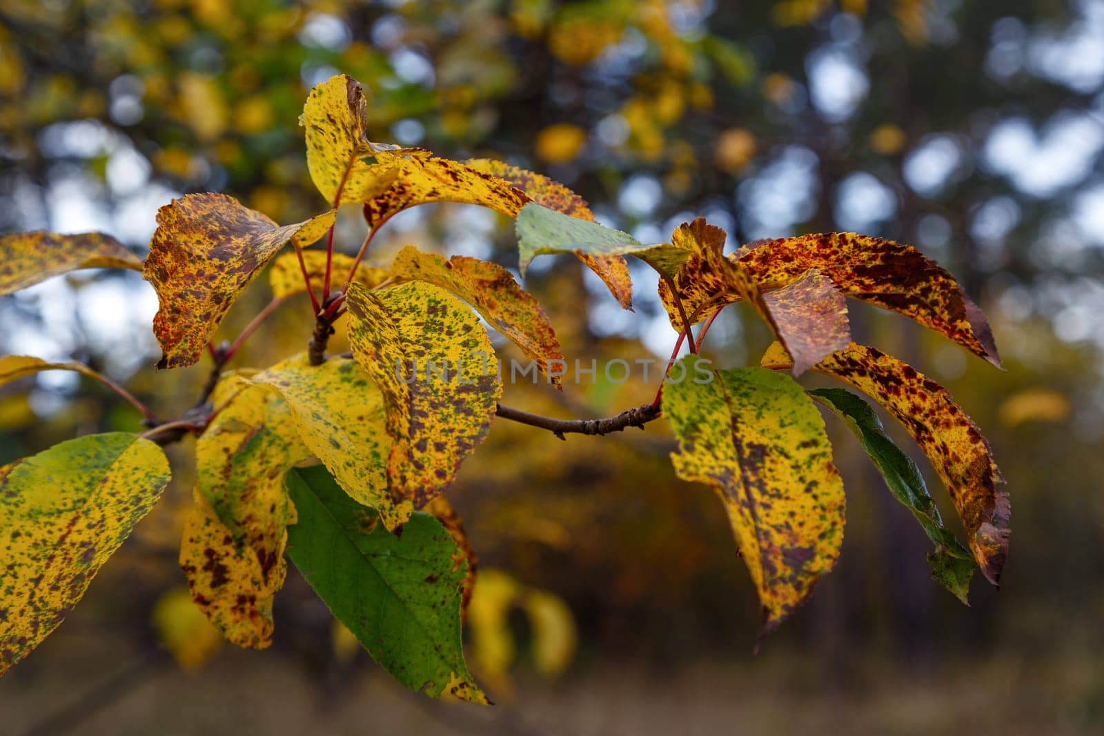 Autumn leaves on a branch with brown spots, dying nature