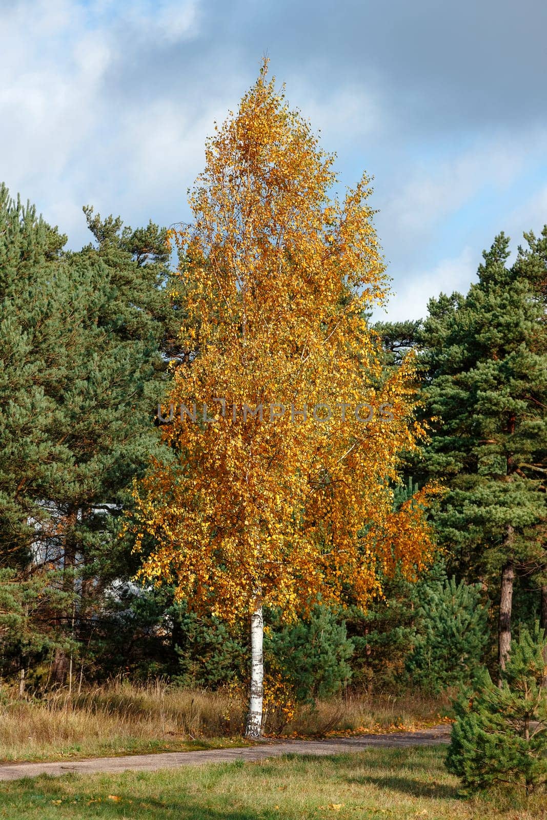 Lonely birch with autumn yellow leaves on a background of green pine forest