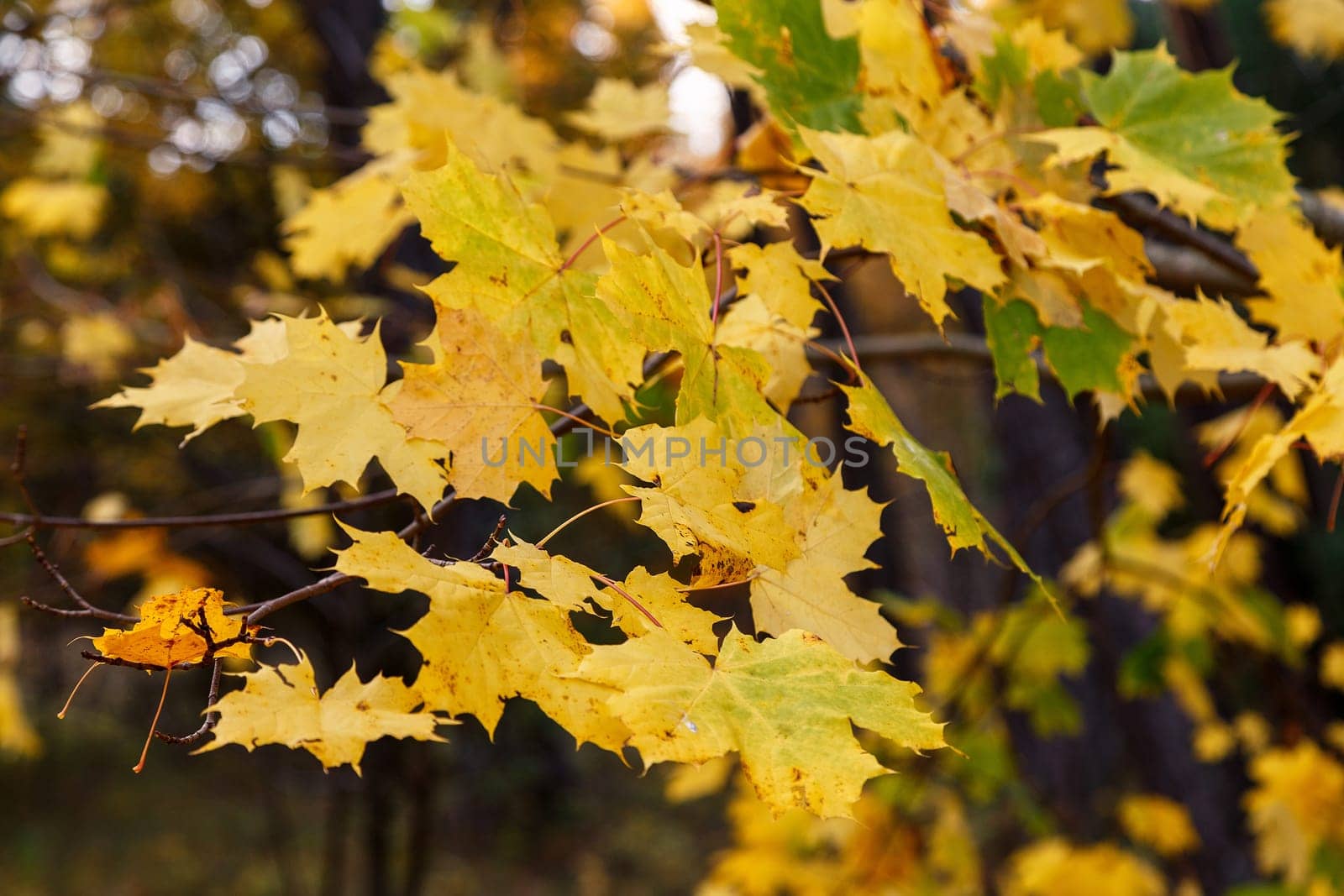 Yellow maple leaves on a branch in the autumn park
