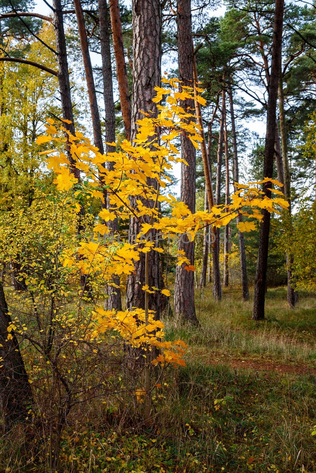 Maple tree with yellowed leaves on a background of pine forest