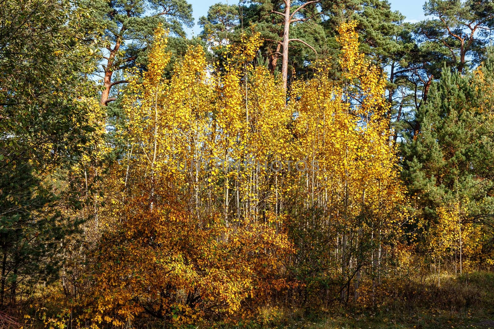 Trees with yellowed leaves growing in an islet in a pine forest