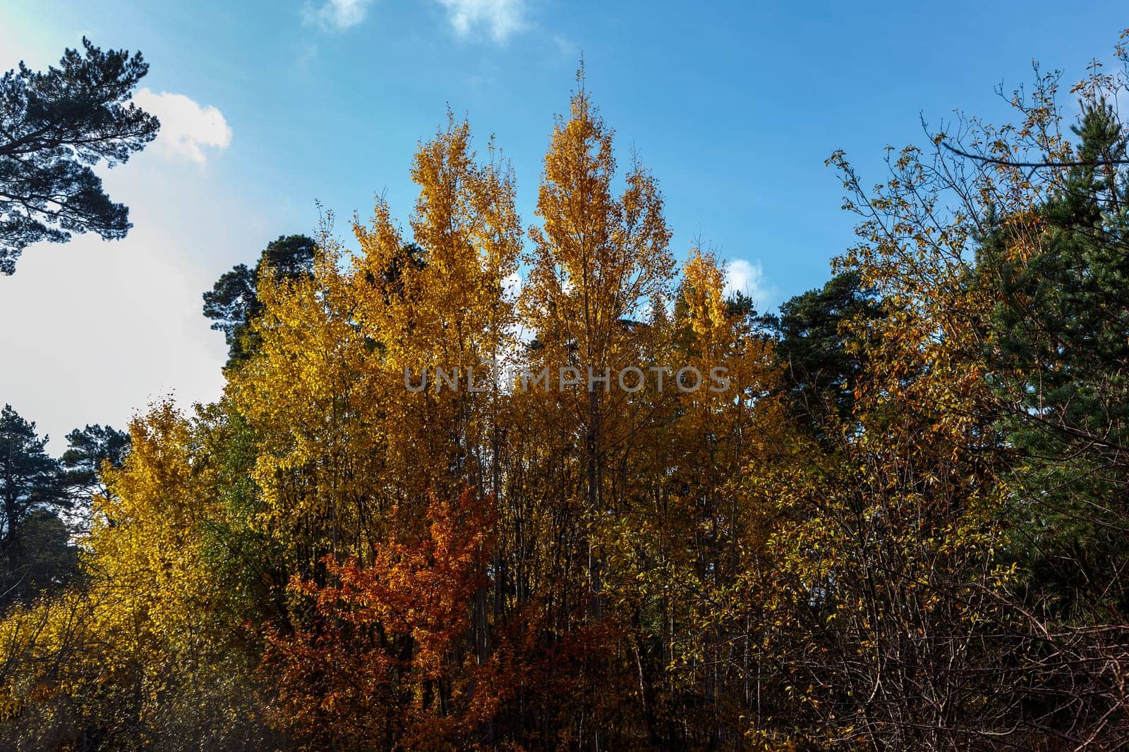 Trees with yellowed leaves growing in an islet in a pine forest