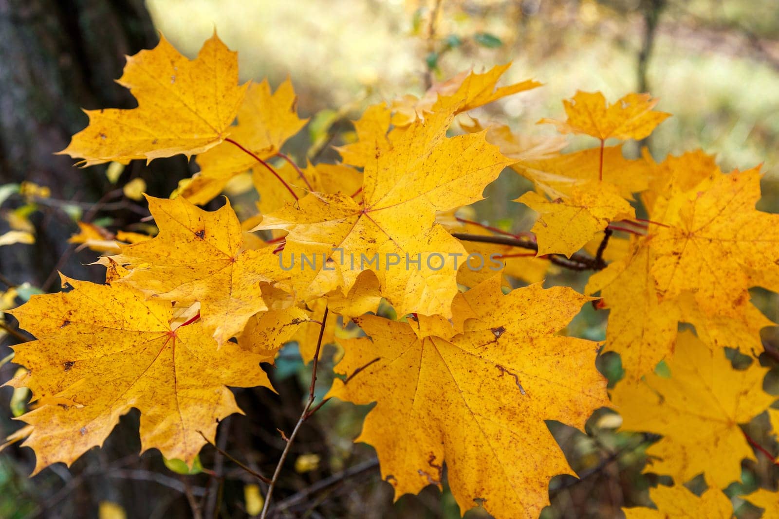 Yellow maple leaves on a branch in the autumn park