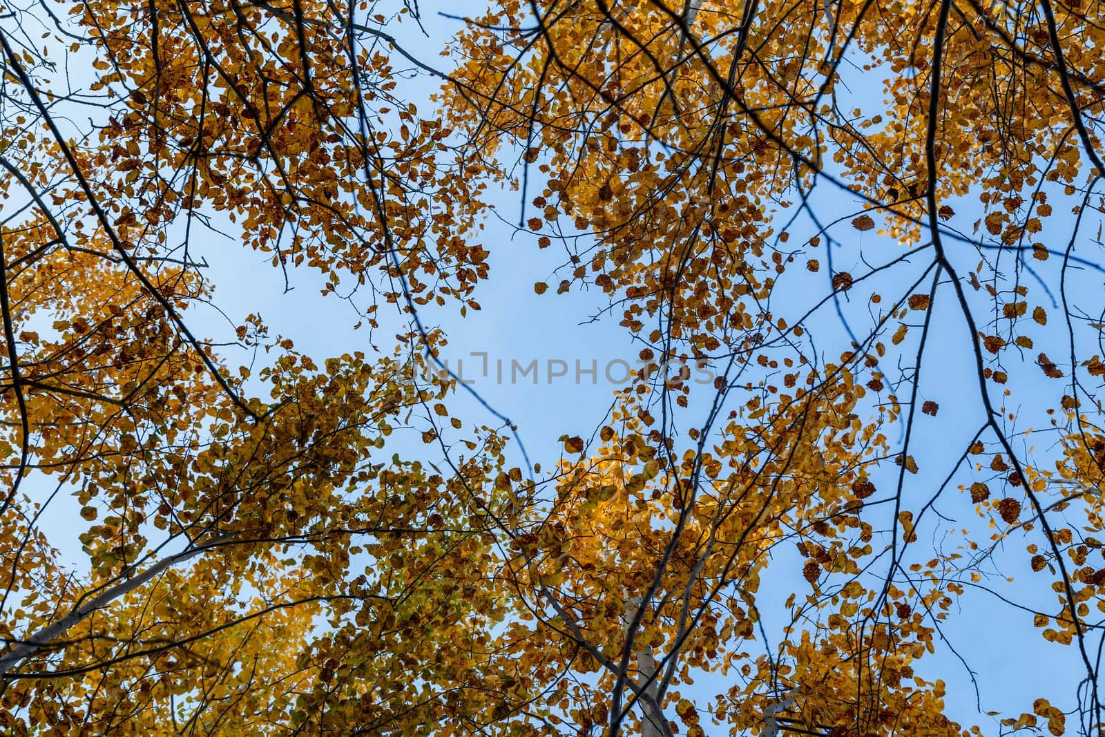 Autumn concept, birch forest. Beautiful natural bottom view of the trunks and tops of birches with golden bright autumn foliage against a blue sky
